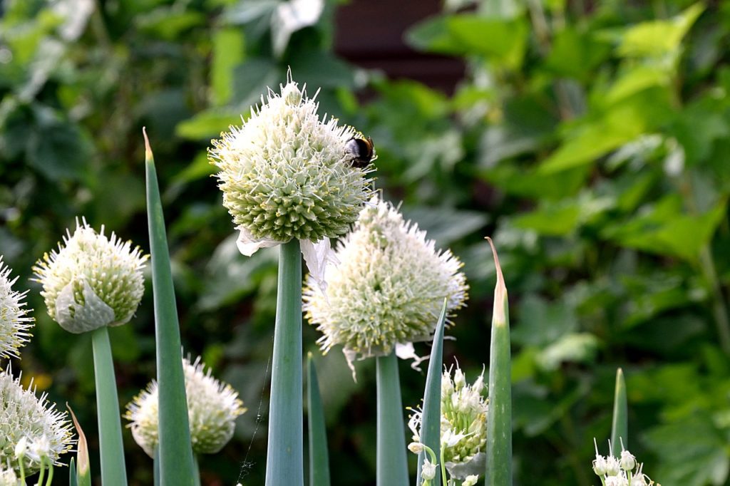 Benefits and Uses of Kalonji Oil 