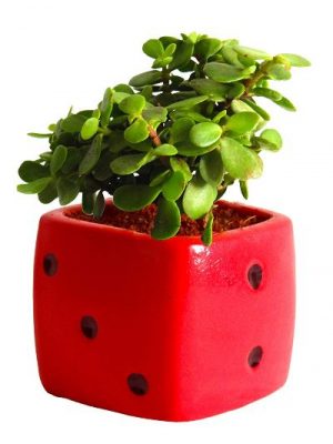 Eco Friendly Diwali Gift Ideas