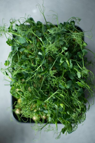 Your complete guide to Microgreens
