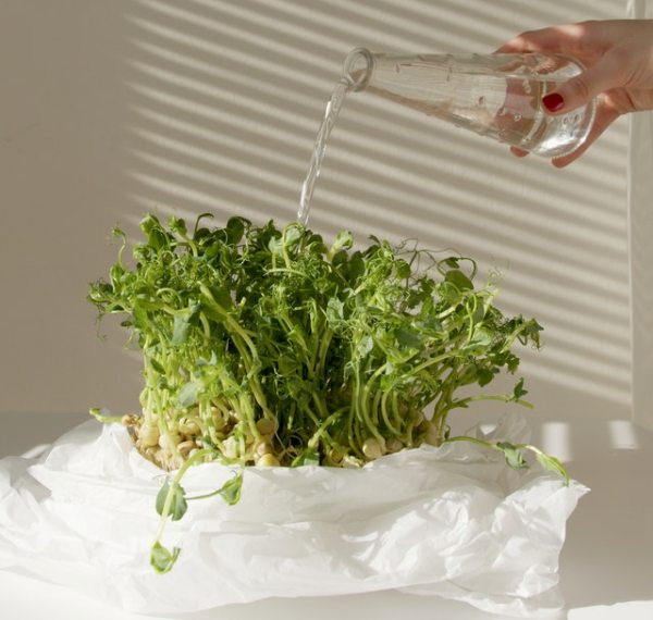 Your complete guide to Microgreens
