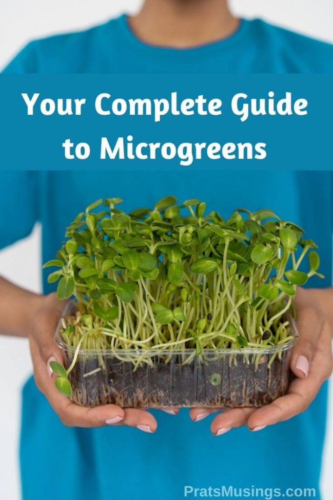 Your complete guide to Microgreens! For wellness, better gut health, healthy skin and more! This post is all about benefits of microgreens. 
